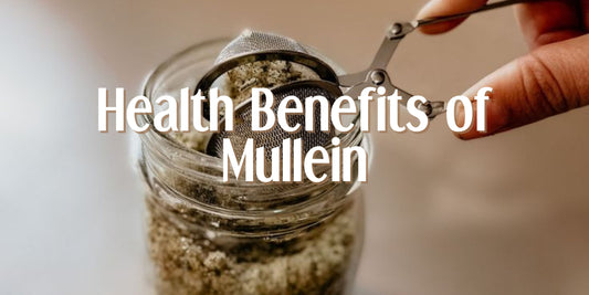 Health Benefits of Mullein