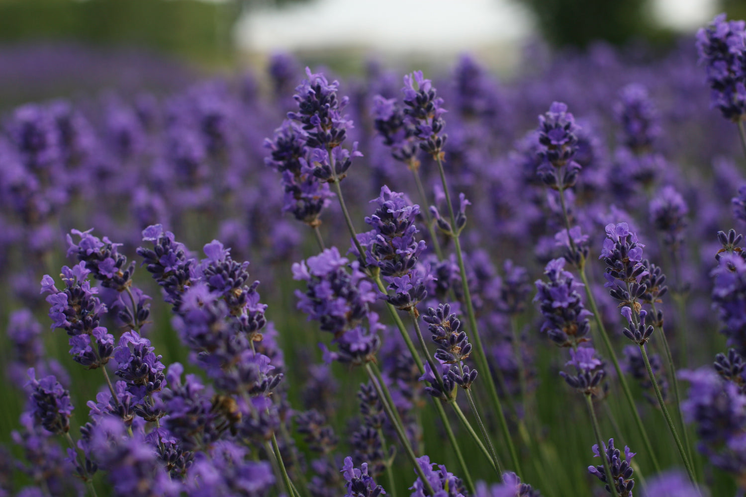 Can you Smoke Lavender; Pros and Cons – 20 sumthings