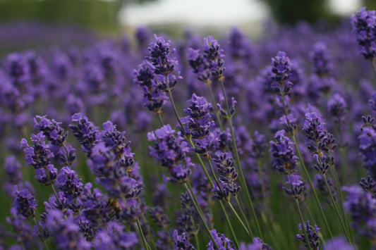 Can you Smoke Lavender; Pros and Cons